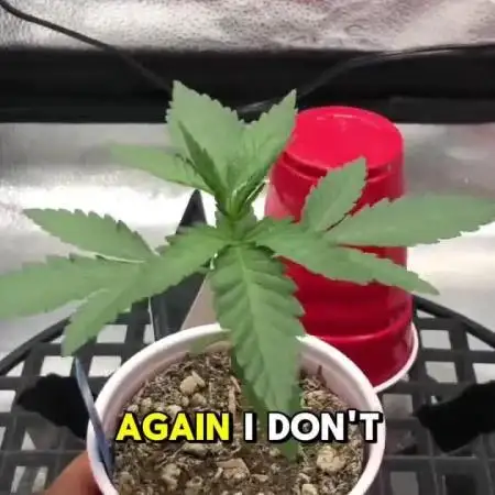 Skunk Devil Genetics Devil Fruit HC