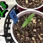 Skunk Devil Genetics Devil Fruit HC