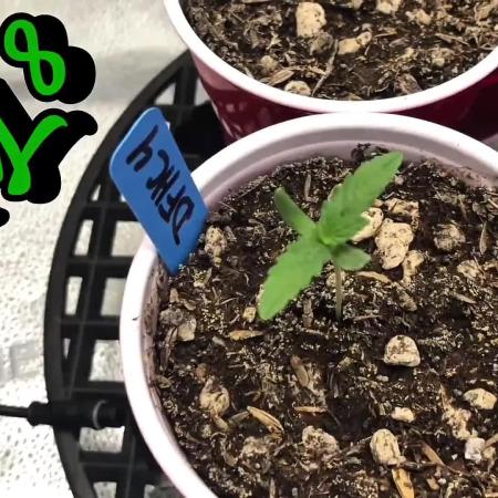 Skunk Devil Genetics Devil Fruit HC