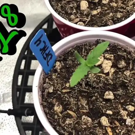 Skunk Devil Genetics Devil Fruit HC