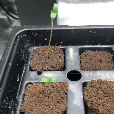 Skunk Devil Genetics Devil Fruit HC