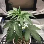Skunk Devil Genetics Devil Fruit HC