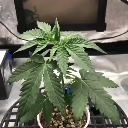 Skunk Devil Genetics Devil Fruit HC