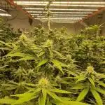 Zour Lemon #1