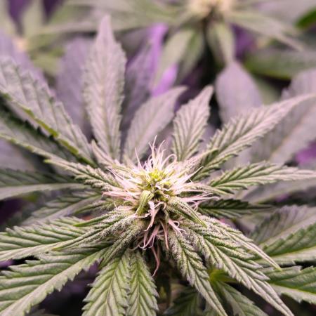 My very first grow
