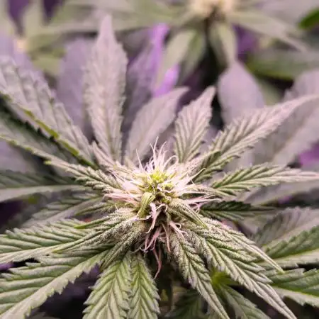 My very first grow