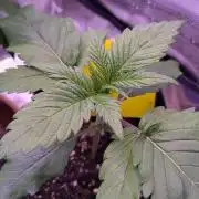 Amsterdam Amnesia #2