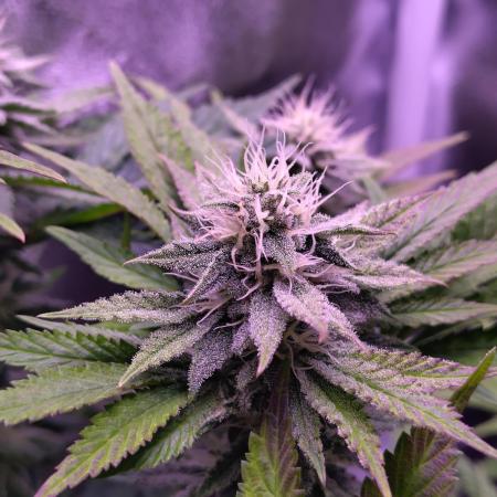 My very first grow