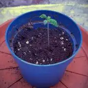 Amsterdam Amnesia Grow (SCROG/Topping)