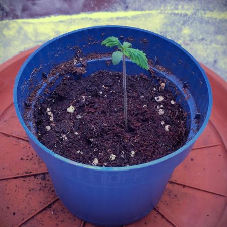 Amsterdam Amnesia Grow (SCROG/Topping)