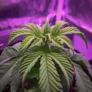 Amsterdam Amnesia #2