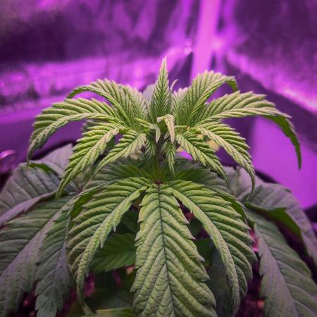 Amsterdam Amnesia #2