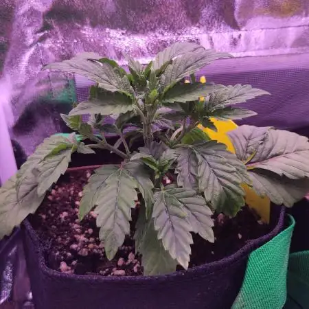 My very first grow