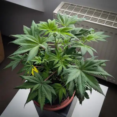 Amsterdam Amnesia #1