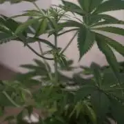 Amsterdam Amnesia #1