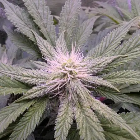My very first grow