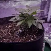 Amsterdam Amnesia Grow (SCROG/Topping)