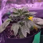 My very first grow
