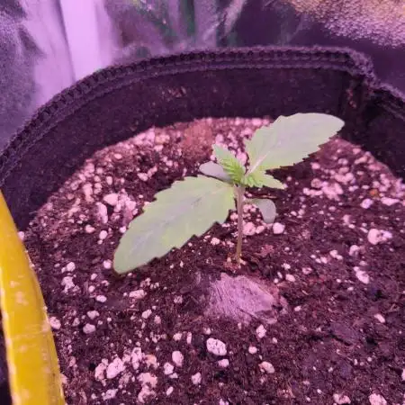 My very first grow
