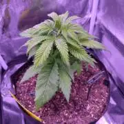 Amsterdam Amnesia #2