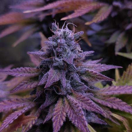 My very first grow