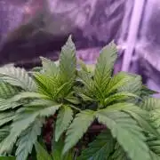 Amsterdam Amnesia #2