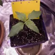 Amsterdam Amnesia #2