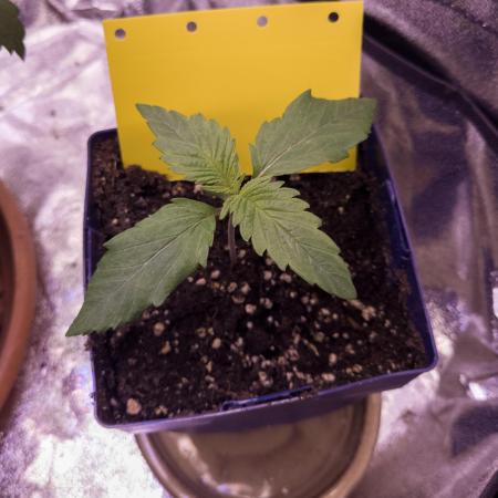 Amsterdam Amnesia #2