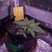 Amsterdam Amnesia Grow (SCROG/Topping)