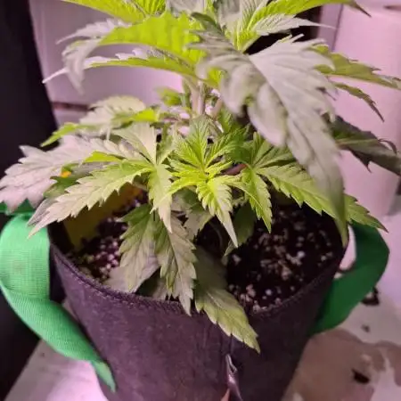My very first grow