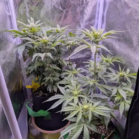My very first grow