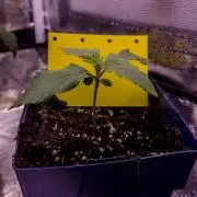 Amsterdam Amnesia #2