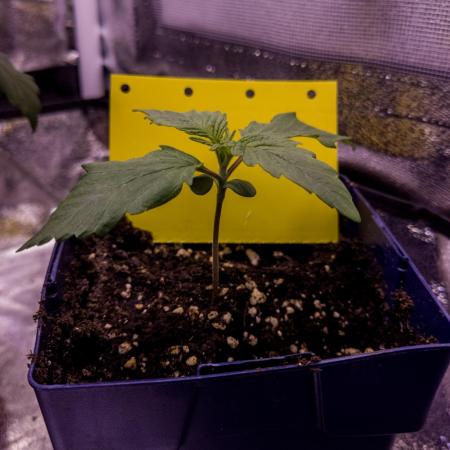 Amsterdam Amnesia #2