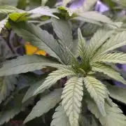 Amsterdam Amnesia #2