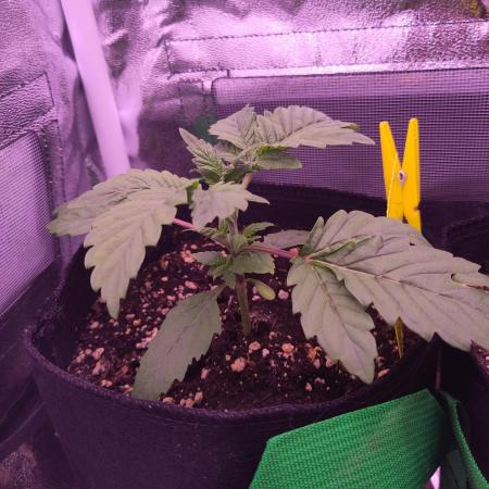 My very first grow