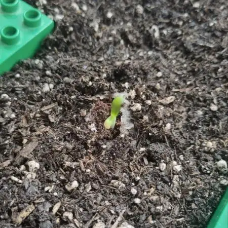 Auto Duck, First Outdoor Grow