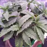 My very first grow