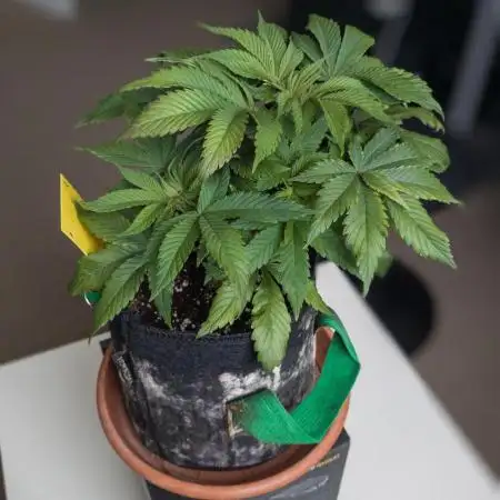 Amsterdam Amnesia #1