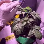 My very first grow
