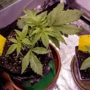 Amsterdam Amnesia #1