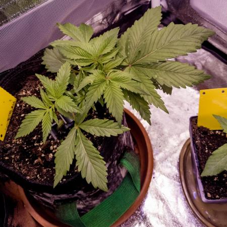 Amsterdam Amnesia #1