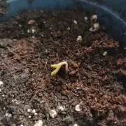 Amsterdam Amnesia Grow (SCROG/Topping)