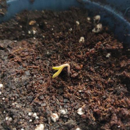 Amsterdam Amnesia Grow (SCROG/Topping)