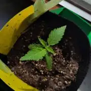 Windowsill Auto Duck