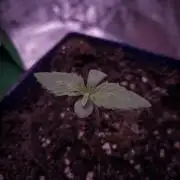 Amsterdam Amnesia Grow (SCROG/Topping)