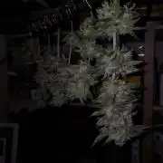 Amsterdam Amnesia #1