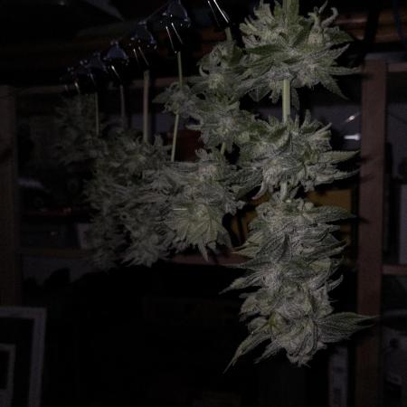 Amsterdam Amnesia #1