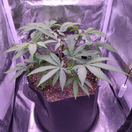 Amsterdam Amnesia #2