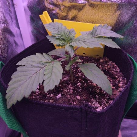 My very first grow