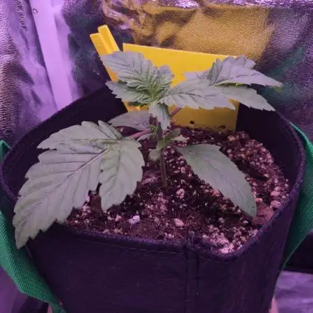 My very first grow